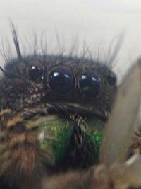 Close-up of animal eye