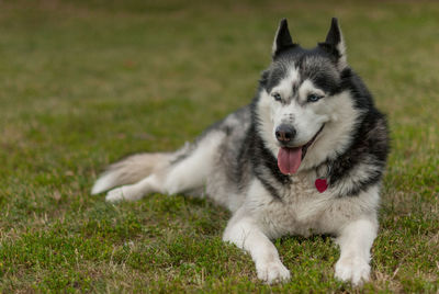 View of a dog looking away on field