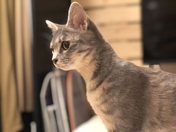 Close-up of cat looking away