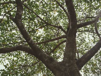 Low angle view of tree in forest