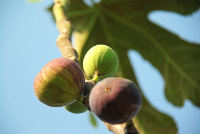 Low angle view of fruits on tree