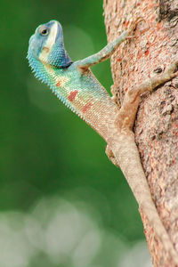 Close-up of a lizard on tree