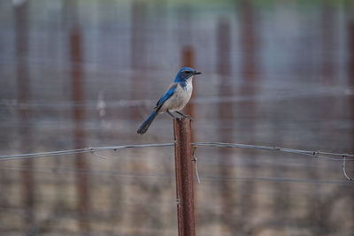 Bird perching on wooden post