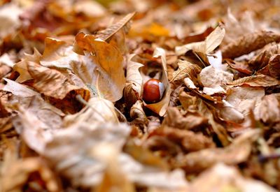 Close-up of dry leaves on field