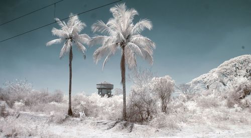 Palm trees on field