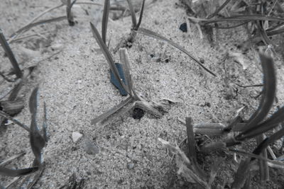 High angle view of crab on field