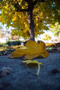 Close-up of yellow leaf on tree