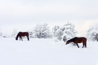 Horses on snow covered land