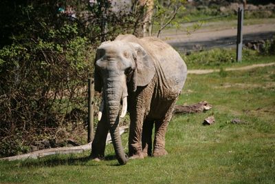 Elephant walking in a field