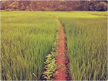 Scenic view of field