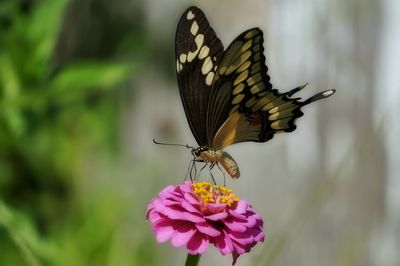 Close-up of butterfly on flower head