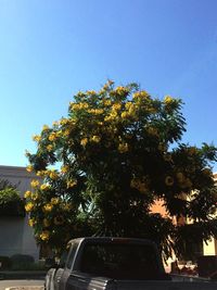 View of trees against clear sky