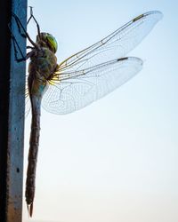 Close-up of damselfly perching on pole against clear sky