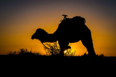 Silhouette of horse on field during sunset