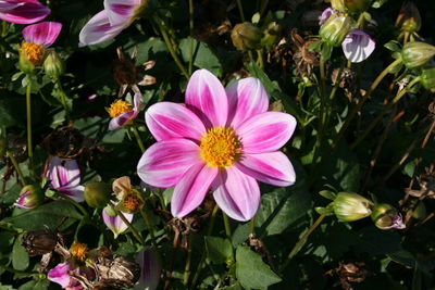 Close-up of pink flowers