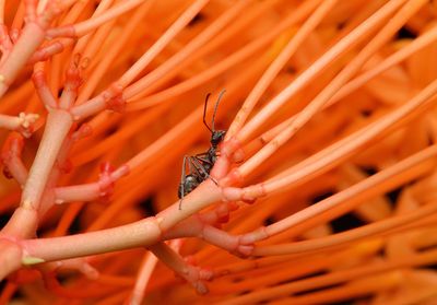 Close-up of insect on orange flower