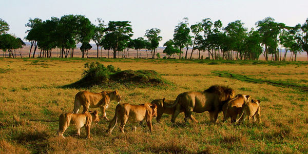 Lions crossing a field in kenya