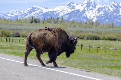 Horse standing on road against mountain range