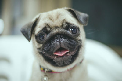 Close-up portrait of a dog