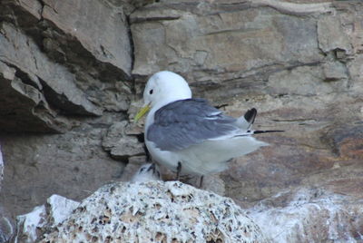 Close-up of eagle perching on rock