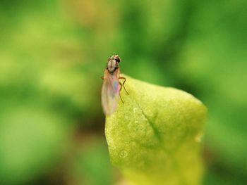 Close-up of insect on flower