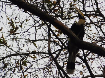 Low angle view of bird perching on branch