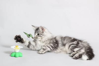 Cat against white background