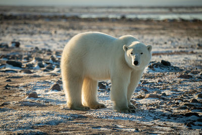 Polar bear stands on snowy tundra turning head