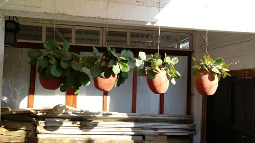 Potted plants in pot