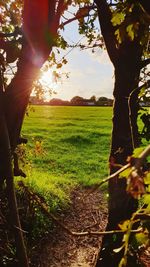 Trees on field against sky during sunset