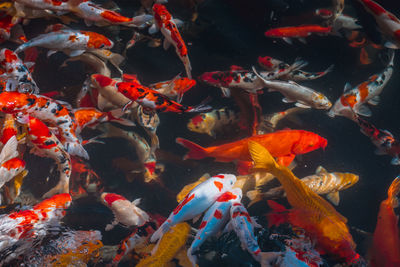 View of koi carps swimming in pond