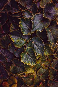 Full frame shot of dry leaves