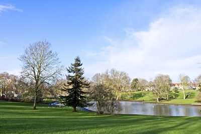 Trees in park against sky