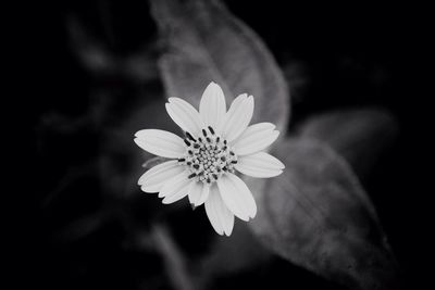 Close-up of flower blooming against black background