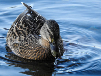 Close-up of duck swimming in lake