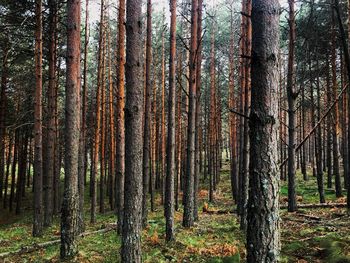 View of trees in forest