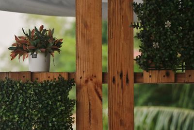 Close-up of plants growing in yard