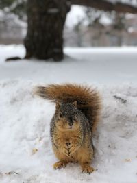 Close-up of squirrel in snow