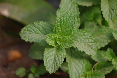 Fresh mint leaves growing in the garden , leaf texture