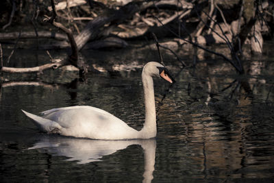 Swan swimming in lake