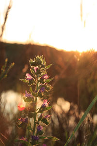 Close-up of flowering plant on field against sky