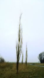 Tree on field against clear sky