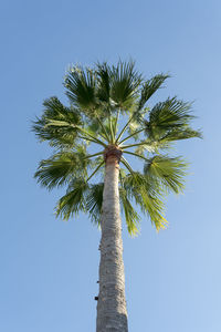 Low angle view of coconut palm tree against clear blue sky