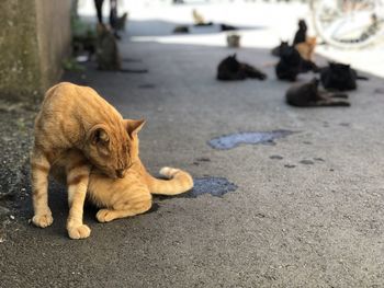 Full length of a dog on street