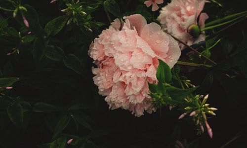 Close-up of pink flowers blooming outdoors