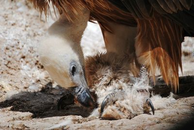 Close-up of bird eating