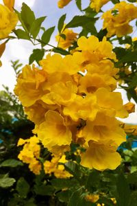 Close-up of yellow flowers blooming on tree