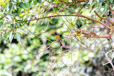 Close-up of bird perching on branch