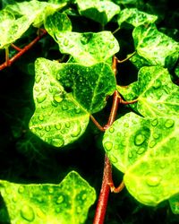 Close-up of leaves on leaf