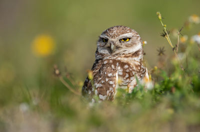 Close-up of owl amidst plants